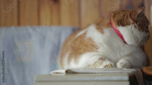A beautiful big cat is sitting and gazing around