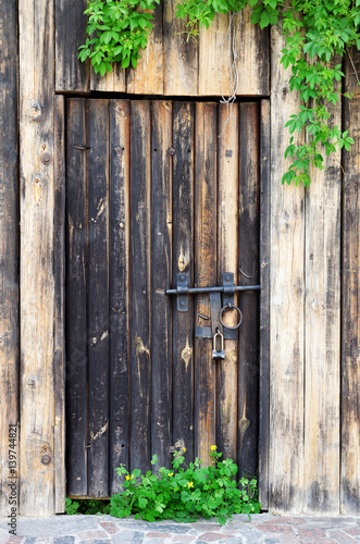 Old wooden door with vintage metal lock and green leaves of wild vine