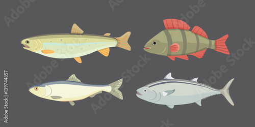 Isolated river fish. Set of freshwater sea cartoon fishes. Fauna ocean vector illustration