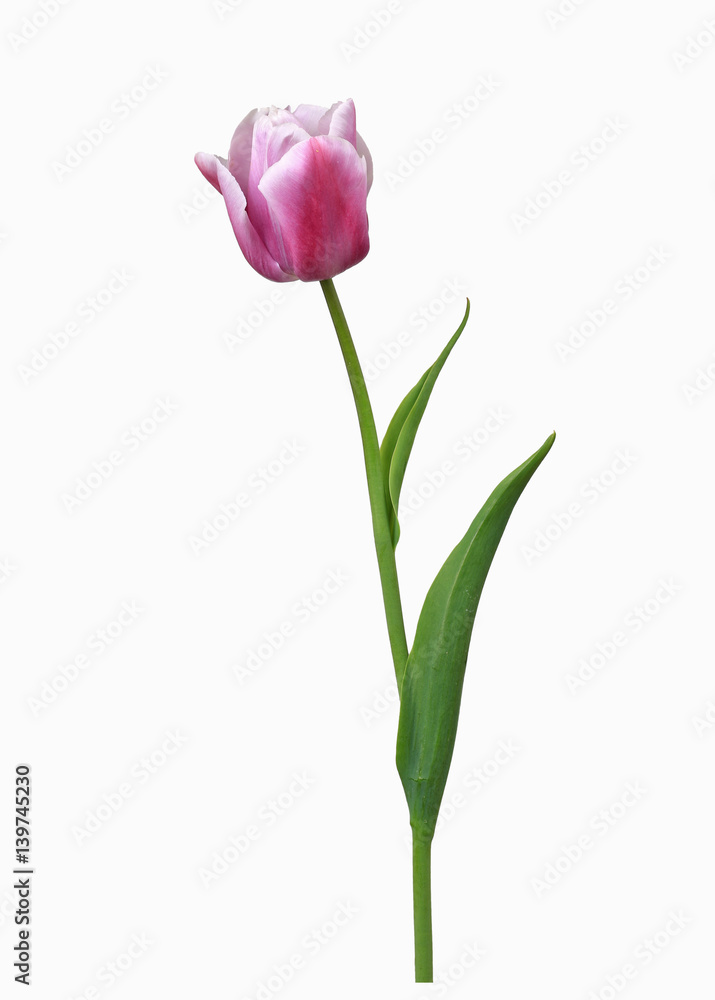 Freisteller einer Triumpf Tulpe, weiß mit purpurner Flamme Freisteller einer Triumpf Tulpe, weiß mit purpurner Flamme