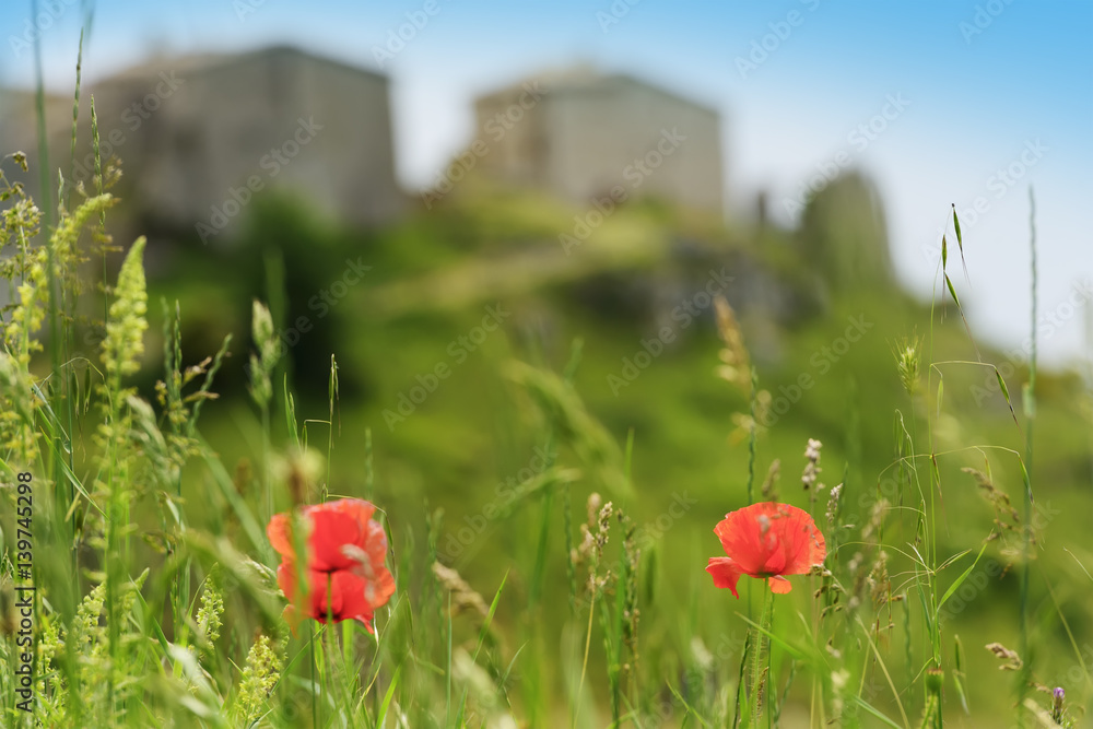 Fototapeta premium Poppy flower Elcito