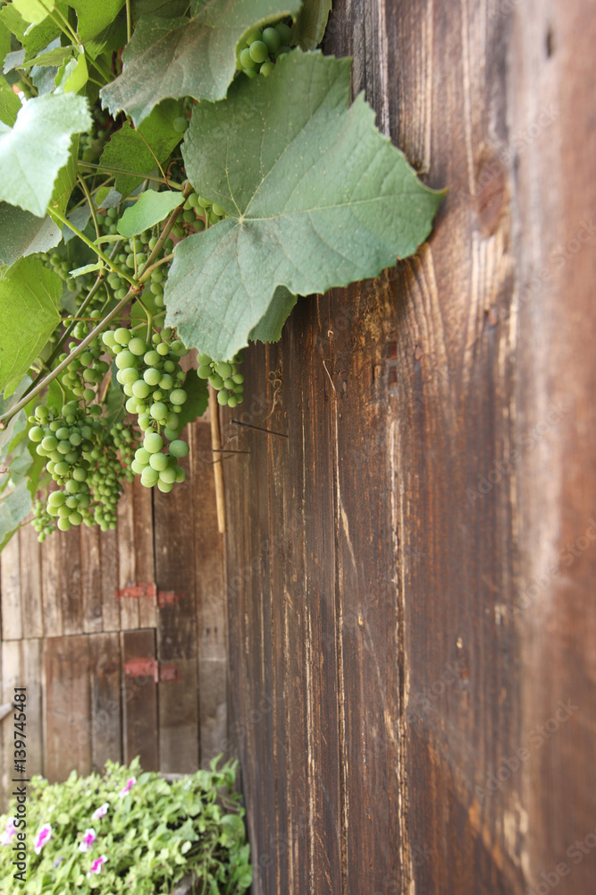A vine on the wall of a wooden building in the garden of a private house. A vine on the wall of a wooden building in the garden of a private house.