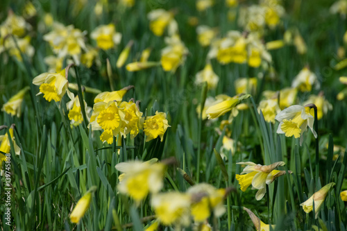 Field of daffodils in early spring