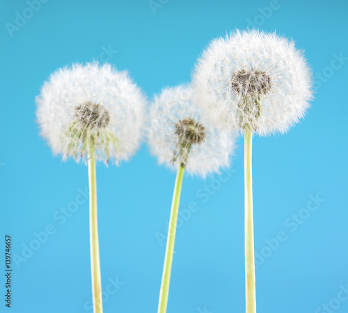 Dandelion flower on sky background. Object isolated on blue. Spring concept.