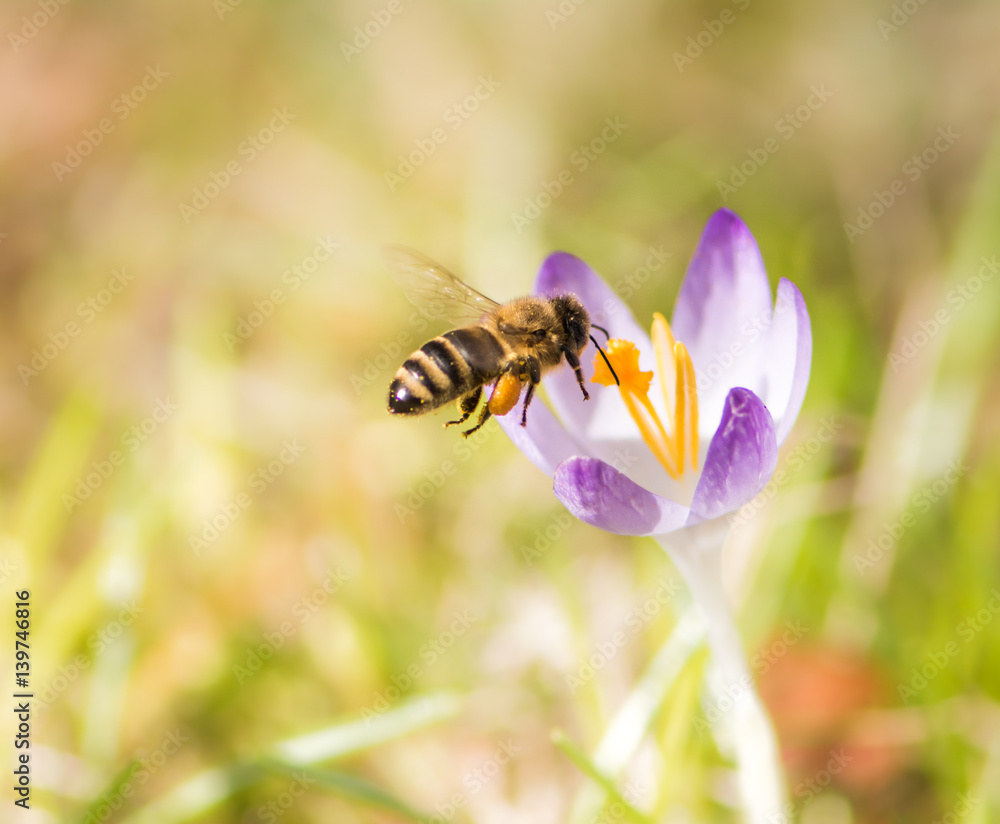 Flying honeybee pollinating a purple crocus flower Flying honeybee pollinating a purple crocus flower