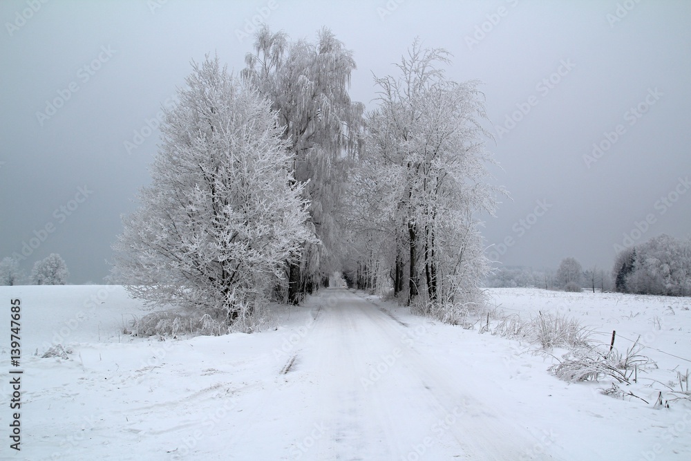 Winter landscape with road and birches