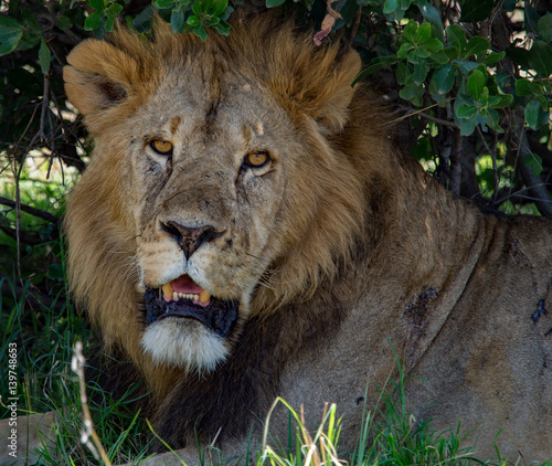 Fototapeta Naklejka Na Ścianę i Meble -  Lions of Masai Mara and Serengeti