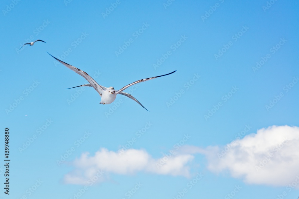 Flying seagulls on the blue sky Flying seagulls on the blue sky