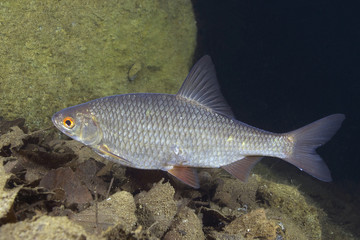 Underwater close up photography of the freshwater roach fish (Rutilus rutilus). Wild life animal in the river habitat.