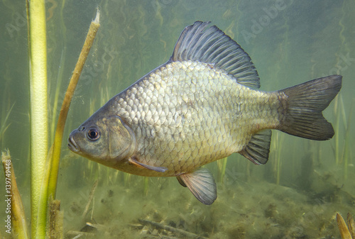 Freshwater fish crucian carp (Carassius carassius) in the beautiful clean pound. Underwater shot in the lake. Wild life animal. Crucian carp in the nature habitat with nice background.