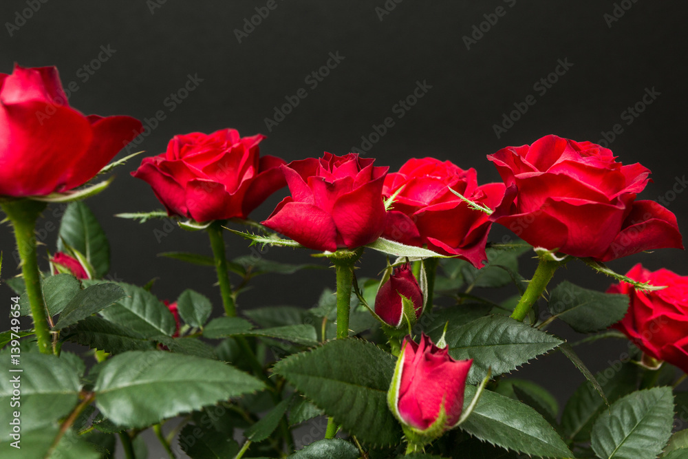 Fototapeta premium Red roses on a black background.