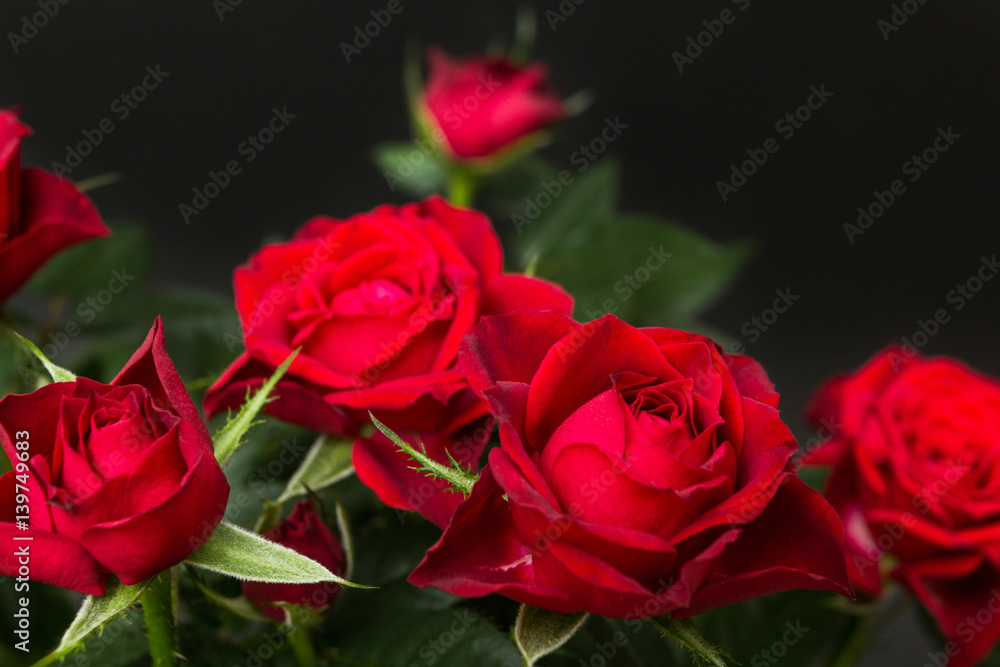 Fototapeta premium Red roses on a black background.