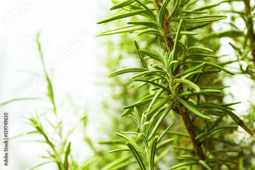 The bush of rosemary on a white background. Space for text.