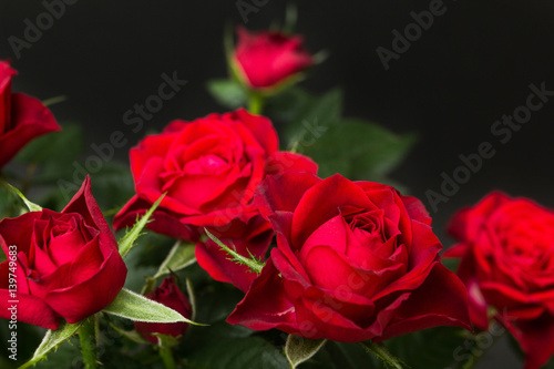 Red roses on a black background.