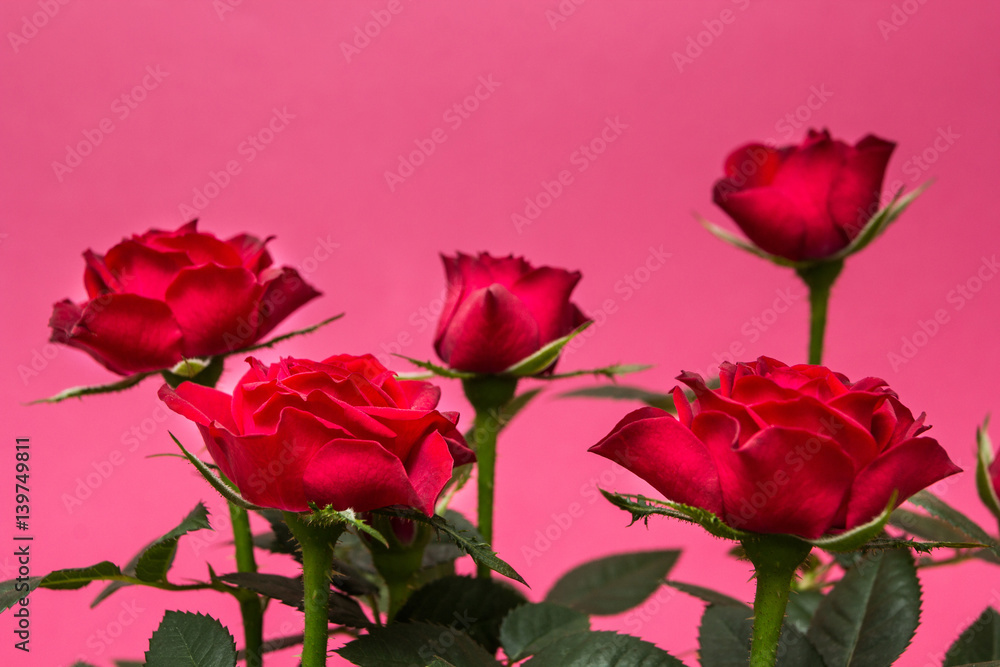 Close-up of red roses on a pink background.