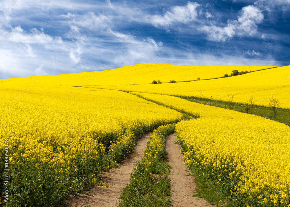 Obraz premium Field of rapeseed, canola or colza