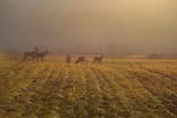 deers on meadow in the morning