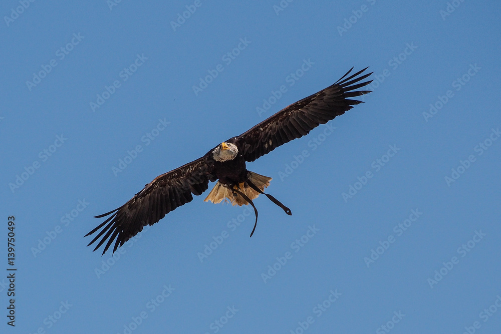 Obraz premium Weißkopfseeadler im Flug - Haliaeetus leucocephalus