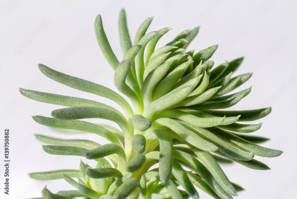 macro shot of a succulent plant detail macro shot of a succulent plant detail