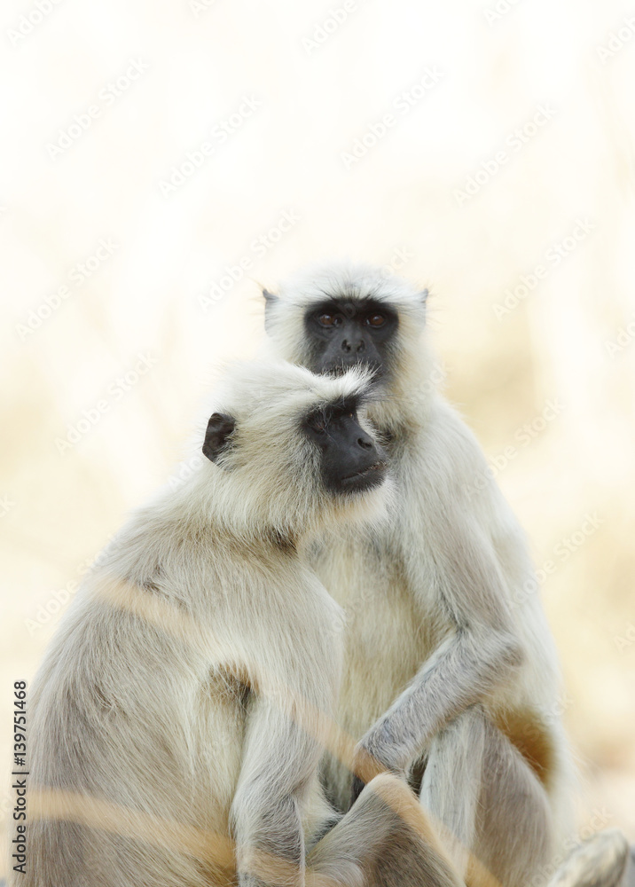 Fototapeta premium Gray Langurs 
