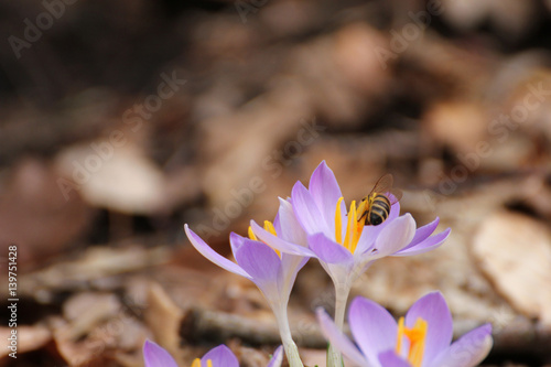 Biene und Krokus photo