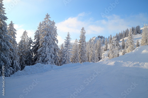 verschneite Winterbäume © rupbilder