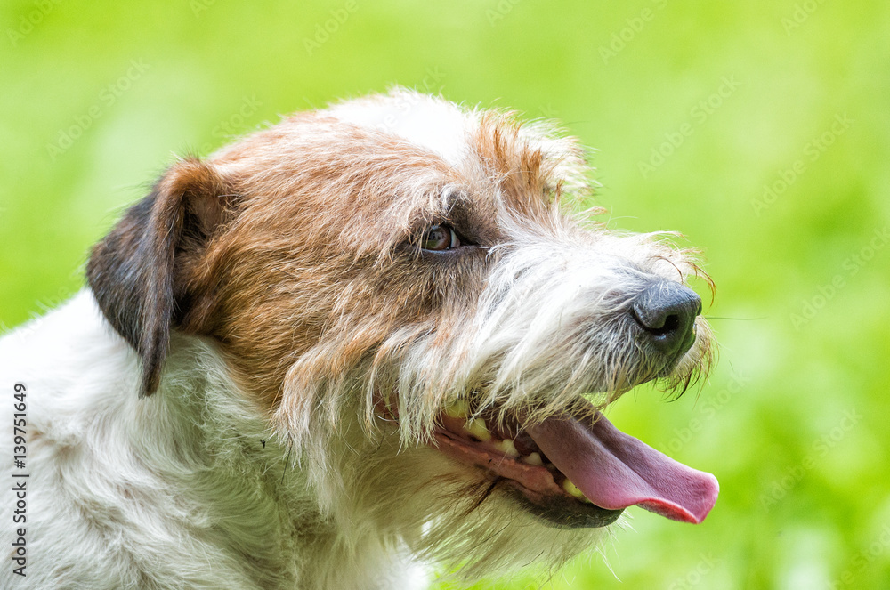 Dog face with tongue out, garden background Dog face with tongue out, garden background