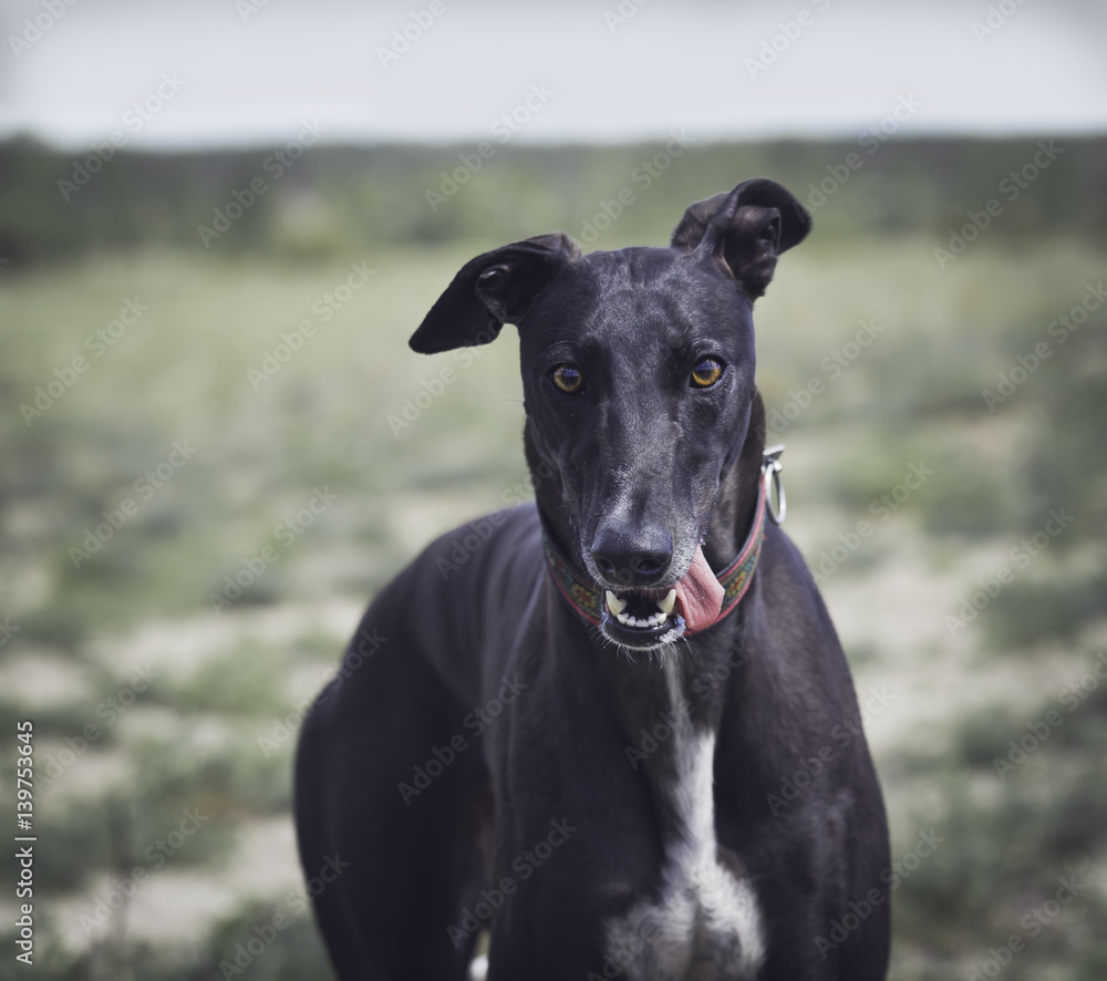 Greyhound dog in the field. Front close-up portrait
