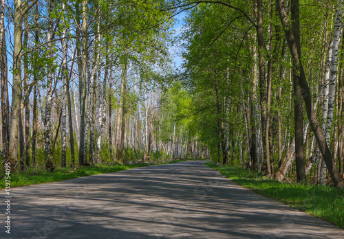 Road with birch trees in the young green leaves in spring sunny day