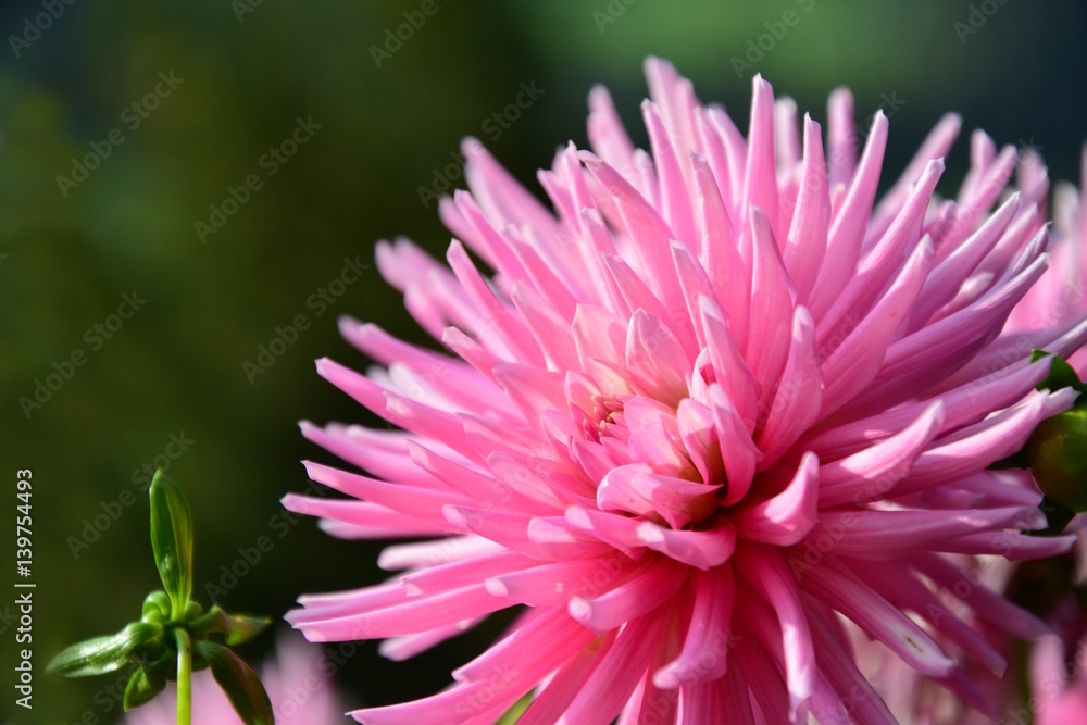 Kaktusdahlie, Herbstblume, Korbblütler Kaktusdahlie, Herbstblume, Korbblütler