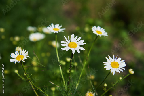 Summer flowers camomile  Latin Matric  ria 