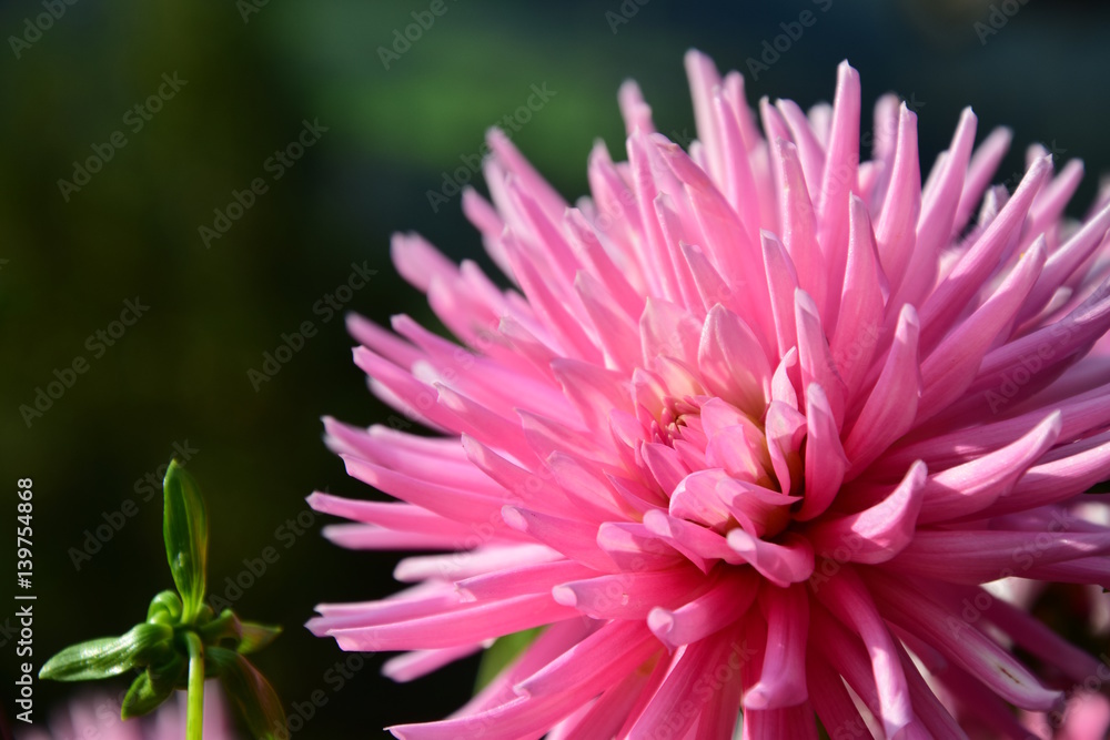 Kaktusdahlie, Herbstblume, Korbblütler Kaktusdahlie, Herbstblume, Korbblütler