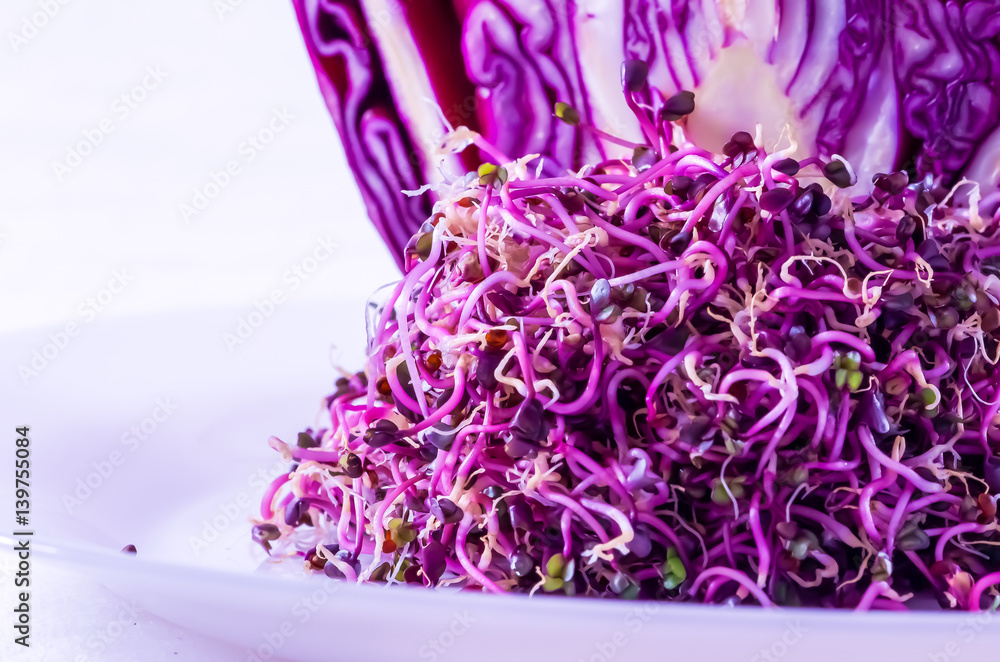 Food, healthy eating, red cabbage sprouts. Food, healthy eating, red cabbage sprouts.