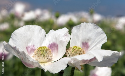 flowering poppy field photo