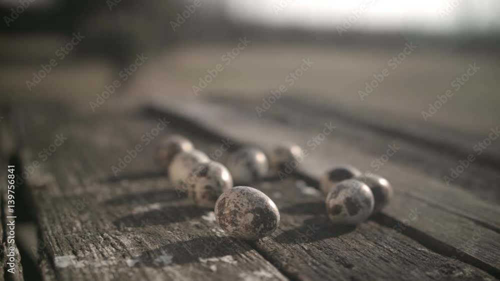 Quail eggs on wooden background in nature.Shot,video Quail eggs on wooden background in nature.Shot,video
