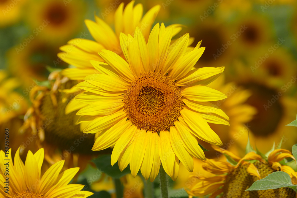 Fototapeta premium Sonnenblumen im Sommer