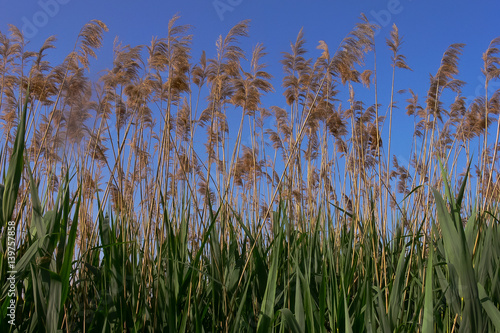 Cannuccia di palude (Phragmites australis)