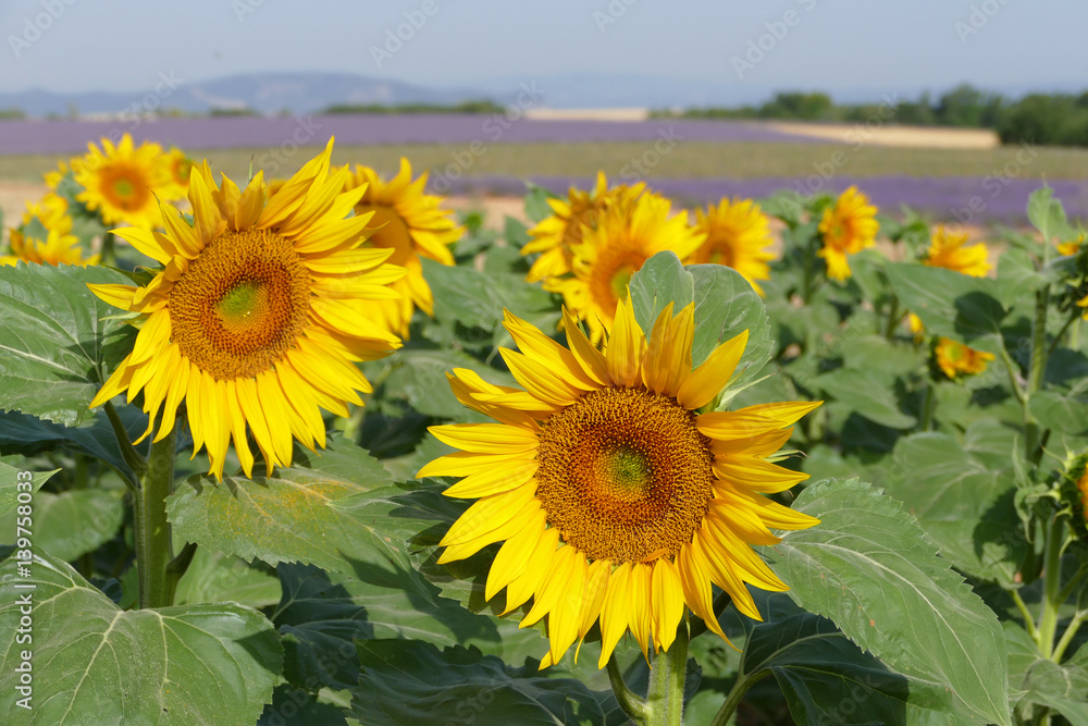 Sonnenblumen Sonnenblumen