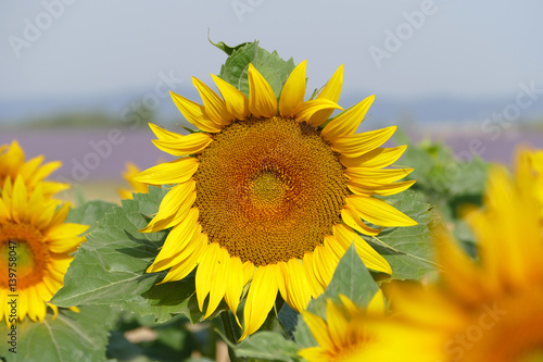 Eine gro  e Sonnenblume