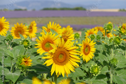 Viele Sonnenblumen 