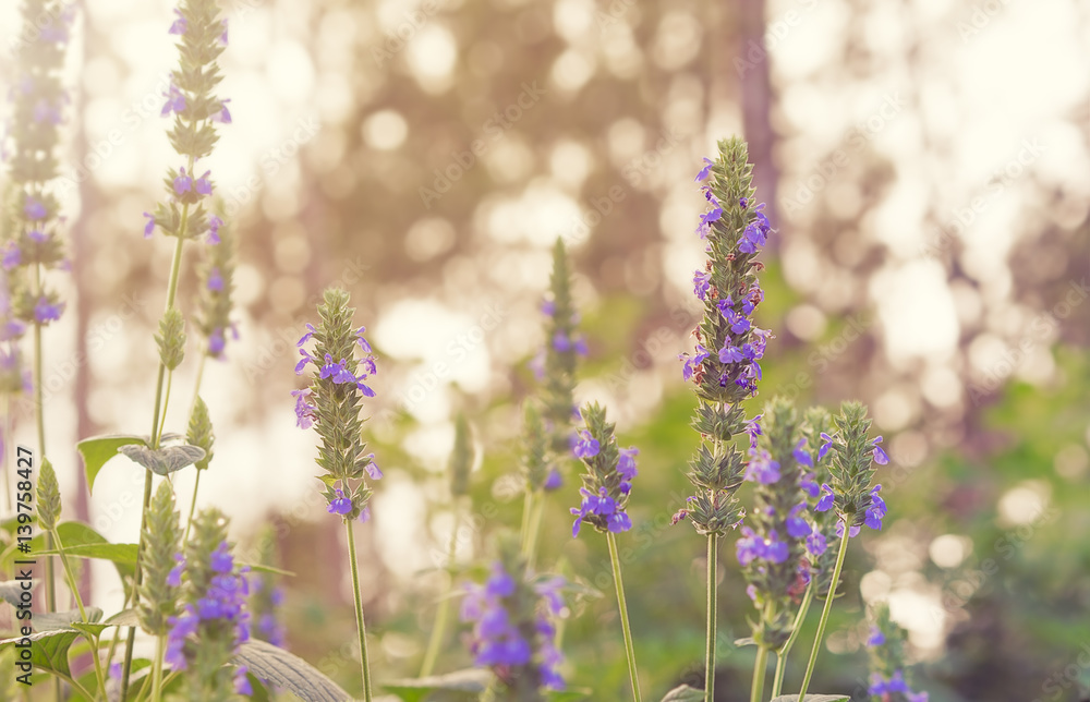 Fototapeta premium Salvia Chia foliage and purple flowers