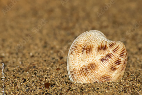 Vongola (Chamelea gallina) nella sabbia - ritratto 