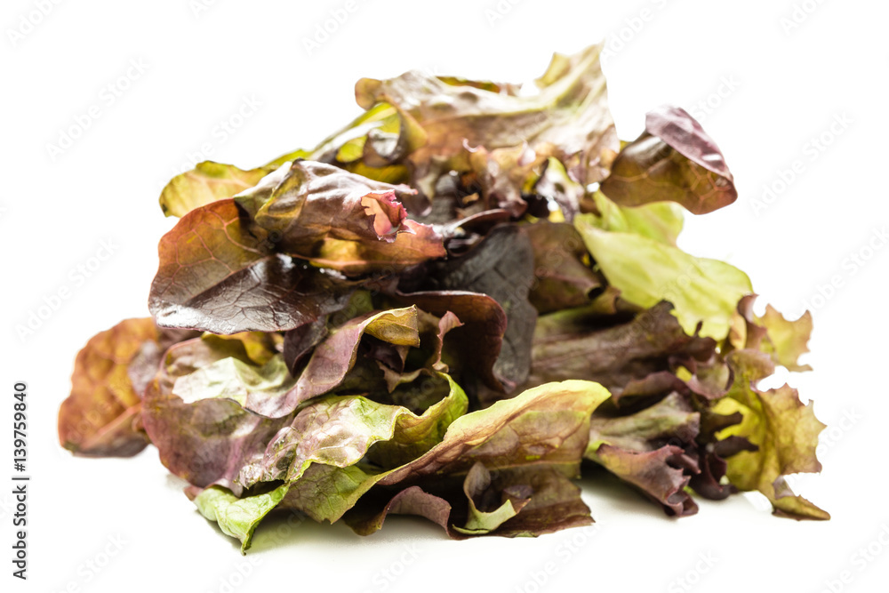 Dunkle Salatsorten Dunkle Salatsorten