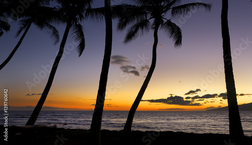 Palm trees silhouette against sunset on Maui  Hawaii