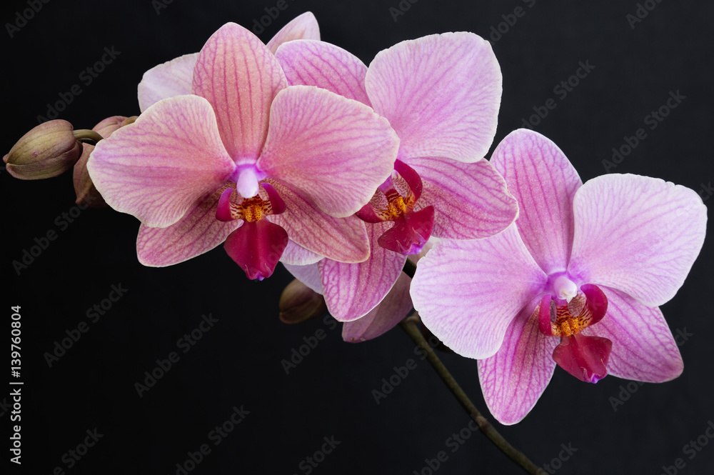 Obraz premium Pink Orchids