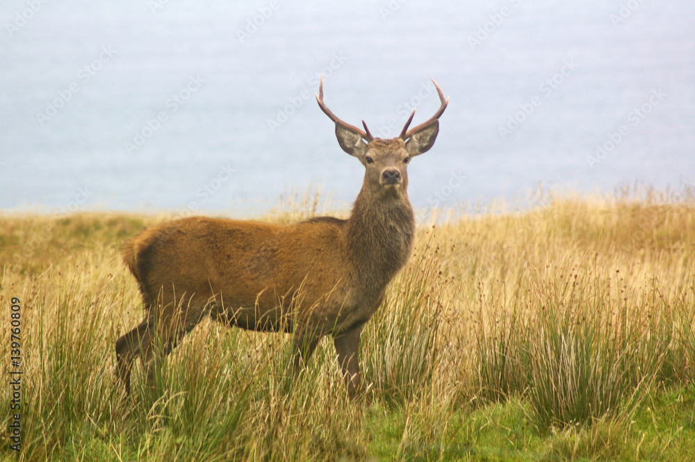 Red stag Stock Photo | Adobe Stock