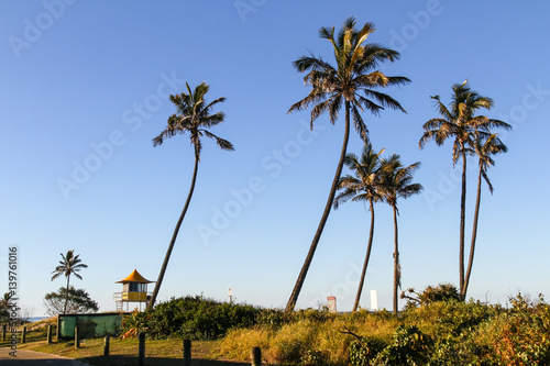 Palm tree in the beach