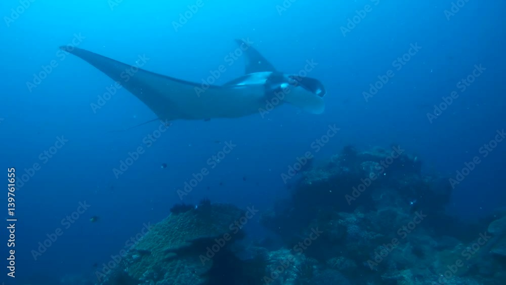 Giant oceanic manta ray - Manta birostris, Floats in blue water over a coral reef, Oceania, Indonesia, Southeast Asia
Giant oceanic manta ray - Manta birostris, Floats in blue water over a coral reef, Oceania, Indonesia, Southeast Asia