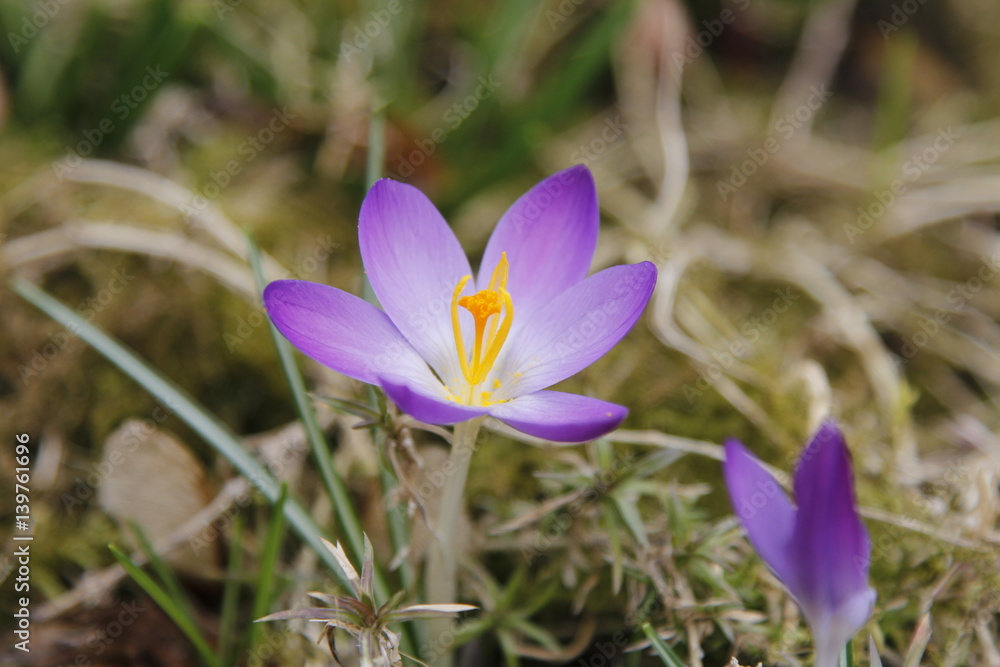 Krokus Krokusse Crocus mit Biene zu Istern Krokus Krokusse Crocus mit Biene zu Istern