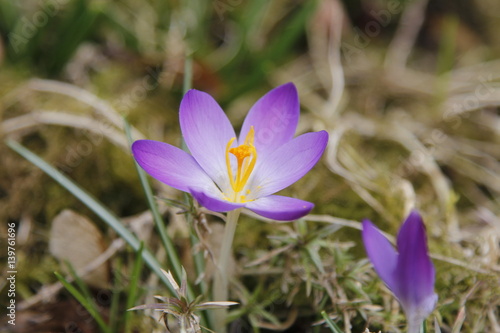 Krokus Krokusse Crocus mit Biene zu Istern